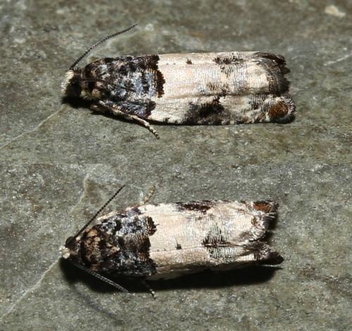 Gypsonoma sociana